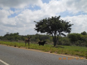 Road of Donkey