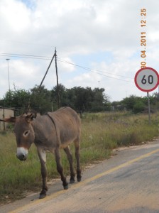 Donkey Speed